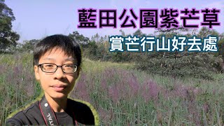 [芒草2021]  藍田公園賞紫芒行山攻略