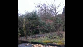 The Posing Robin Of Newstead Abbey Falls in the Bin