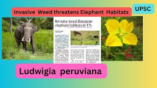 Ludwigia Peruviana|Invasive weed threatens Elephants Habitats in Tamil Nadu