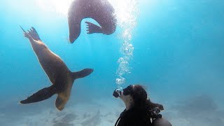 Kicker Rock Dive & Snorkel | Galapagos Islands 20| GoPro Highlight