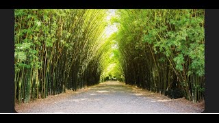 #Bamboo Garden #bambooplant 🎍🎍#amravati #maharashtra  #Cactus🌵🌵world##