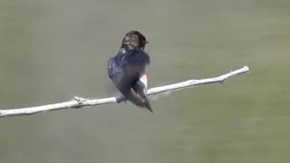 Barn Swallows