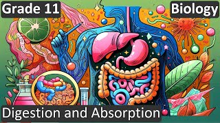 Grade 11 | Biology | Digestion and Absorption | Free Tutorial | CBSE | ICSE | State Board