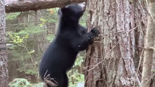 Has this happened to you on a MAINE BEAR HUNT?