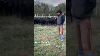 Grass Finished Vs. Grain Finished Angus Cattle