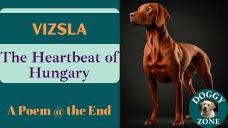 Vizsla | Everything You Need to Know About This Beloved Dog Breed | Dog Lovers