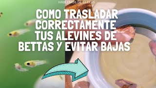 👉COMO trasladar correctamente tus Alevines de BETTAS y como EVITAR BAJAS 💀 en el Proceso 🤔