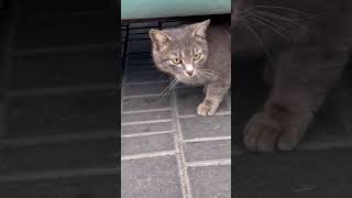 Cat comes out from under the car 🚙 차 밑에서 고양이가 나온다 🐈 Cat crawls out from under car #shorts #cat