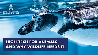 High-tech for Animals and Why Wildlife Needs It (Zoology)