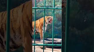 Yawning tiger 🐯 Tiger yawns 🥱 #tiger #shorts #animals