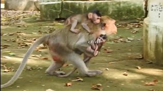 My God!! Very worry After see monkey SARA trying catch newborn baby of monkey RANA