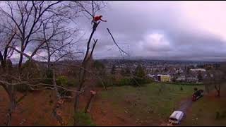 360 Seattle Tree Removal with Drone Rescue