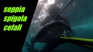 28) Pescasub-Cefali spigola e seppia spearfishing (seabass -grey mullet)