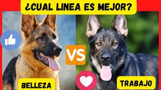 LAS DIFERENCIAS DE LA LINEA DE BELLEZA Y TRABAJO DEL PASTOR ALEMAN /PERRO GUARDIANTV