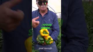 Quando i PEPERONI SUONANO 🤪 #agriculture #farm #peperone #peppers #fertilizer #agrobusiness