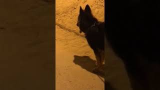 GERMAN SHEPHERD ⚠️ #youtubeshorts #dog #dangerous #shepherd