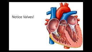 Bio4_Lab_ The heart structures