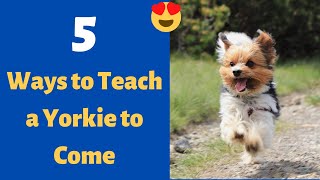 5 Proven Ways to Train a Yorkie to Come to You when You Call Him/Her