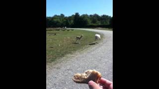 Olympic game farm little deer