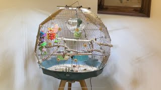 Geo Bird Cage Build From Omlet ~ With Twin Cities Adventures