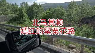 北马其顿嫣红的罂粟花路