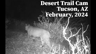 Desert Trail Cam, Tucson, AZ, February 2024 - Javelina babies and a new location!