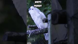 White parrot #shorts #viral #trending