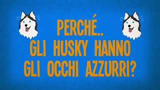 Perché gli Husky hanno gli occhi azzurri?