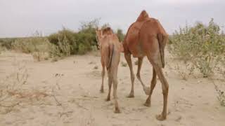 Beautiful camels of tharparkar