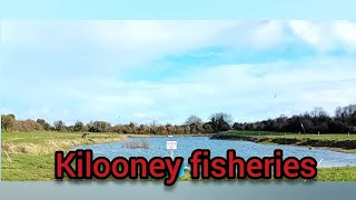 Carp fishing in Ireland  kilooney fisheries