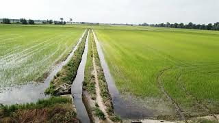 1581-Agricoltura-Barate di Gaggiano MI-Campi di risaie 06-06-2018