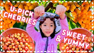 Picking Cherries | Super Sweet & Big Rainier Cherries