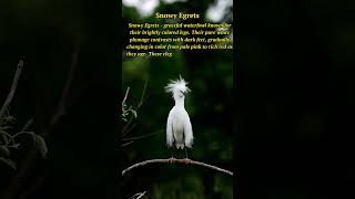 Snowy Egrets: Graceful Birds with Vibrant Legs