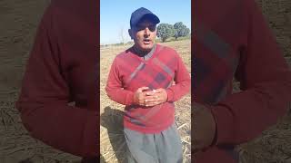 Organic Mulching in Sugarcane