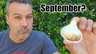 Where Should You Plant Garlic in September?