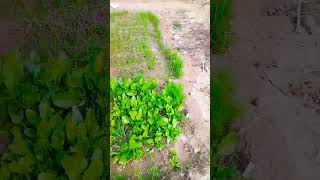 Palak and Corn 🌽#shorts#az vlogs