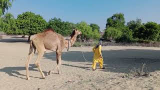 #Camel  #video