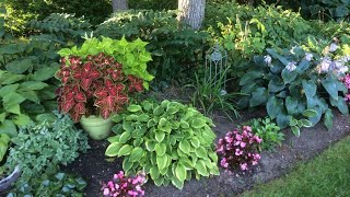 Hosta Garden Basics Everything You Need to Know to Get Started