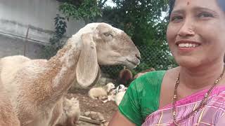 Goat and sheep milking by hands 😍