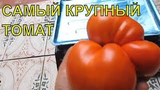 Самый большой низкорослый томат