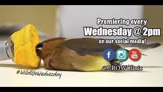 Wildlife Wednesday - Ep.22: Sedation