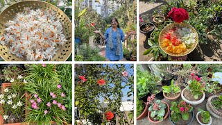 My terrace garden update!Garden work ,     repotting, growing succulents & bulbs!