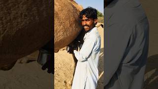 Camel Milking Prosesing 🐪 #shorts #shortvideo  #youtubeshorts