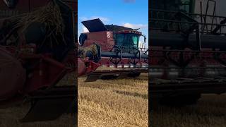 Kombajn Case IH Axial Flow 8120 🚜 #combine #farming #machine #agro #village #farm