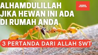 JANGAN DIUSIR dan DIBUNUH! Menurut Islam, Banyak binatang di rumah Ternyata Ada 3 Pertanda Ini