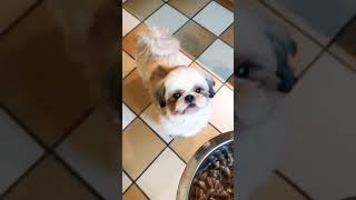 The Bb Hailey The shih tzu #shihtzu #viralreels