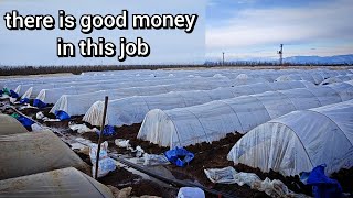 Planting cucumbers in mini greenhouses, there is a lot of money in this business