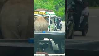 Wild elephants cross the road not allowing vehicles traveling on the highway😯🐘#elephant #viralvideo