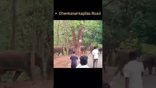 elephant spotted in Dhenkanal kapilas road #elephant #elephants #shorts