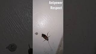 Ant VS CockRoach Fight To Death. #animal #insect #tiktok #tiktok #bug #ytshort #amazing #amateur